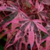 Shirazz Japanese Maple - 5 Gallon Pot (2-3')