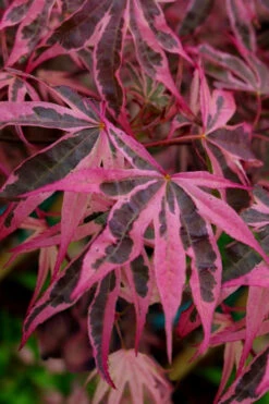 Shirazz Japanese Maple - 5 Gallon Pot (4-5')