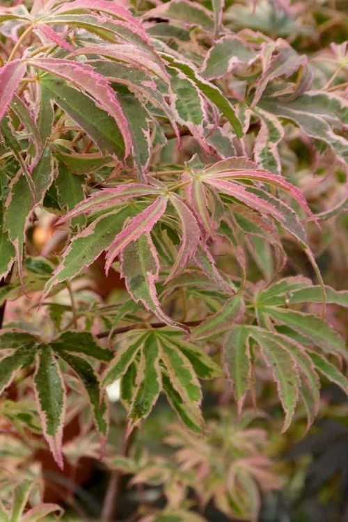 Shirazz Japanese Maple - 5 Gallon Pot (2-3') 6 Shirazz Japanese Maple - 5 Gallon Pot (2-3') - Image 6