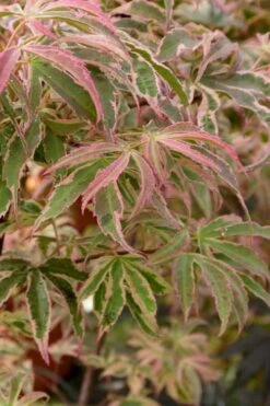 Shirazz Japanese Maple - 1 Gallon Pot -Wilson Bros Gardens Japanese Maple Shirazz 13 3