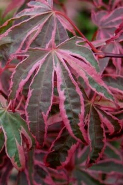 Shirazz Japanese Maple - 5 Gallon Pot (2-3') 11 Shirazz Japanese Maple - 5 Gallon Pot (2-3') -Wilson Bros Gardens Japanese Maple Shirazz 6 2