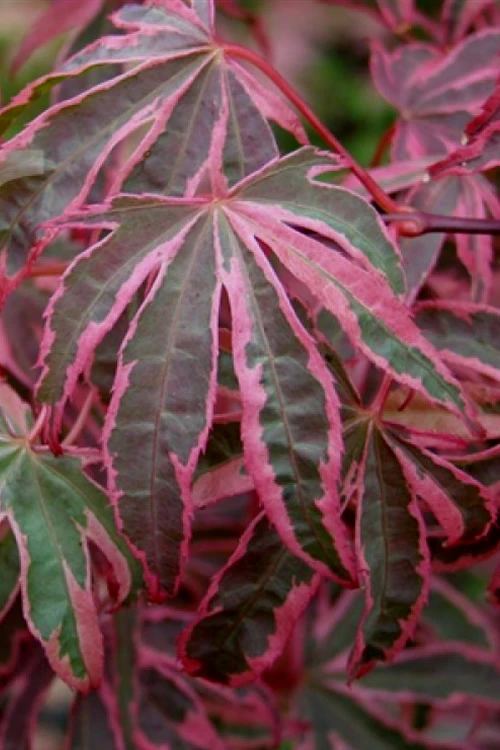 Shirazz Japanese Maple - 5 Gallon Pot (1-2') 5 Shirazz Japanese Maple - 5 Gallon Pot (1-2') - Image 5