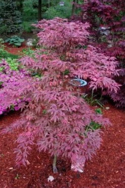 Shirazz Japanese Maple - 1 Gallon Pot -Wilson Bros Gardens Japanese Maple Shirazz 7 3