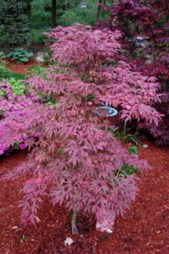 Shirazz Japanese Maple - 5 Gallon Pot (4-5') -Wilson Bros Gardens Japanese Maple Shirazz 7 4