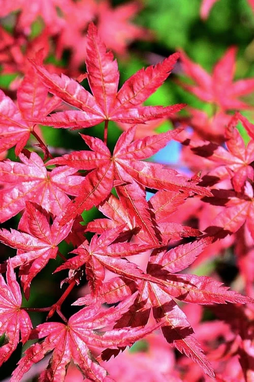 Shishio Improved Upright Japanese Maple - 2 Gallon Pot 1 Shishio Improved Upright Japanese Maple - 2 Gallon Pot
