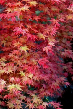 Shishio Improved Upright Japanese Maple - 2 Gallon Pot 9 Shishio Improved Upright Japanese Maple - 2 Gallon Pot -Wilson Bros Gardens Japanese Maple Shishio Improved Fall Color