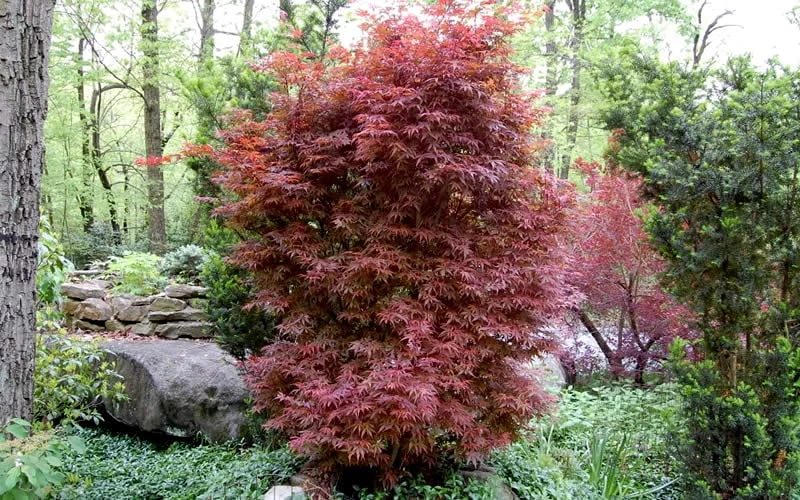Skeeter's Broom Japanese Maple - 3 Gallon Pot 4 Skeeter's Broom Japanese Maple - 3 Gallon Pot - Image 4