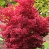 Skeeter's Broom Japanese Maple - 5 Gallon Pot (6-7')