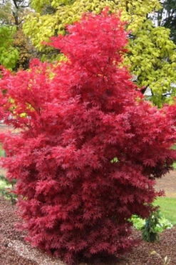 Skeeter's Broom Japanese Maple - 1 Gallon Pot