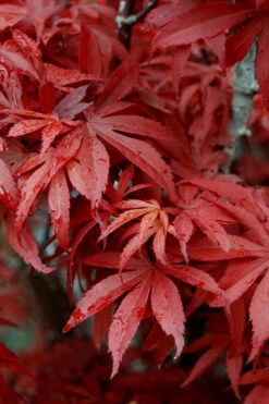 Skeeter's Broom Japanese Maple - 5 Gallon Pot (4-5') -Wilson Bros Gardens Japanese Maple Skeeters Broom 6 2