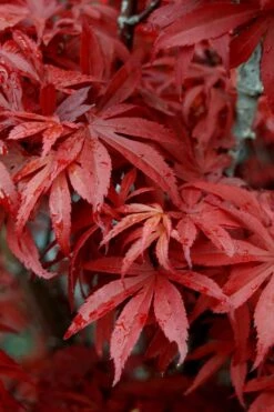 Skeeter's Broom Japanese Maple - 3 Gallon Pot 11 Skeeter's Broom Japanese Maple - 3 Gallon Pot -Wilson Bros Gardens Japanese Maple Skeeters Broom 6 5