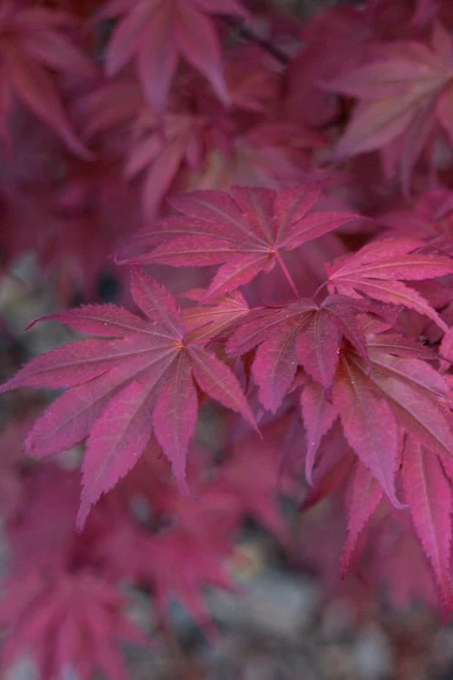 Skeeter's Broom Japanese Maple - 3 Gallon Pot 6 Skeeter's Broom Japanese Maple - 3 Gallon Pot - Image 6