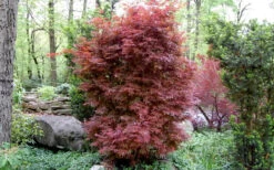 Skeeter's Broom Japanese Maple - 1 Gallon Pot -Wilson Bros Gardens Japanese Maple Skeeters Broom 9