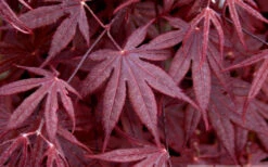 Bloodgood Red Leaf Japanese Maple - 2 Gallon Pot -Wilson Bros Gardens Japanese Maple Spring Foliage