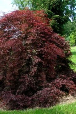 Tamukeyama Dwarf Red Japanese Maple - 2 Gallon Pot 11 Tamukeyama Dwarf Red Japanese Maple - 2 Gallon Pot -Wilson Bros Gardens Japanese Maple Tamukeyama 10 6