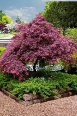 Tamukeyama Dwarf Red Japanese Maple (High Graft Tree Form)- 3 Gallon Pot -Wilson Bros Gardens Japanese Maple Tamukeyama 11 1
