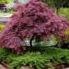 Tamukeyama Dwarf Red Japanese Maple - 3 Gallon Pot