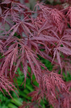 Tamukeyama Dwarf Red Japanese Maple - 5 Gallon Pot (3.5-4') 9 Tamukeyama Dwarf Red Japanese Maple - 5 Gallon Pot (3.5-4') -Wilson Bros Gardens Japanese Maple Tamukeyama 13 14