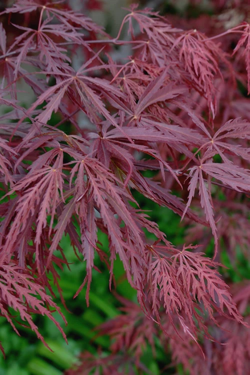 Tamukeyama Dwarf Red Japanese Maple (High Grafted Tree Form) - 1 Gallon Pot 4 Tamukeyama Dwarf Red Japanese Maple (High Grafted Tree Form) - 1 Gallon Pot - Image 4