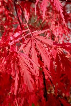 Tamukeyama Dwarf Red Japanese Maple - 1 Gallon Pot -Wilson Bros Gardens Japanese Maple Tamukeyama 14 5