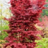Twombly's Red Sentinel Japanese Maple - 1 Gallon Pot (2-3')