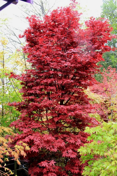 Twombly's Red Sentinel Japanese Maple - 7 Gallon Pot (5-6') 1 Twombly's Red Sentinel Japanese Maple - 7 Gallon Pot (5-6')