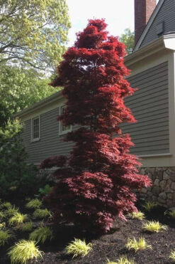 Twombly's Red Sentinel Japanese Maple - 2 Gallon Pot (3-4') -Wilson Bros Gardens Japanese Maple Twomblys Red Sentinel 10 1