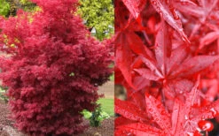 Twombly's Red Sentinel Japanese Maple - 3 Gallon Pot (2.5-3') 13 Twombly's Red Sentinel Japanese Maple - 3 Gallon Pot (2.5-3') -Wilson Bros Gardens Japanese Maple Twomblys Red Sentinel Fall Color 11