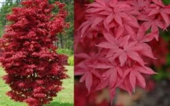 Twombly's Red Sentinel Japanese Maple - 5 Gallon Pot (5-6') -Wilson Bros Gardens Japanese Maple Twomblys Red Sentinel Spring