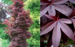 Twombly's Red Sentinel Japanese Maple - 1 Gallon Pot -Wilson Bros Gardens Japanese Maple Twomblys Red Sentinel Summer 6