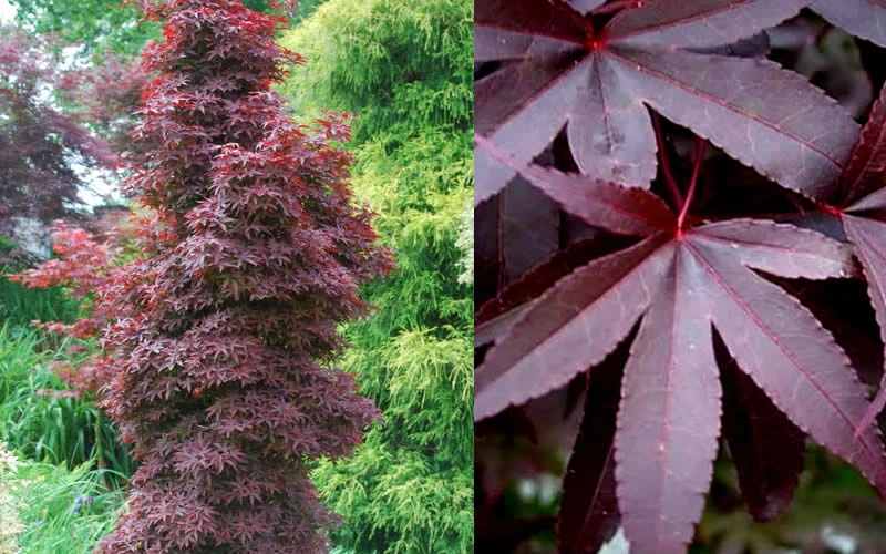 Twombly's Red Sentinel Japanese Maple - 7 Gallon Pot (5-6') 6 Twombly's Red Sentinel Japanese Maple - 7 Gallon Pot (5-6') - Image 6