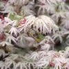 Ukigumo Floating Cloud Ghost Japanese Maple - 5 Gallon Pot