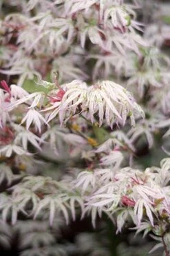 Ukigumo Floating Cloud Ghost Japanese Maple - 3 Gallon Pot (3-4')