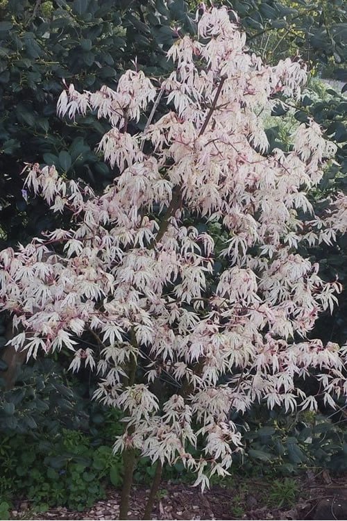 Ukigumo Floating Cloud Ghost Japanese Maple - 3 Gallon Pot (3-3.5') 4 Ukigumo Floating Cloud Ghost Japanese Maple - 3 Gallon Pot (3-3.5') - Image 4