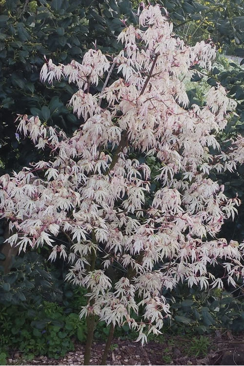 Ukigumo Floating Cloud Ghost Japanese Maple - 1 Gallon Pot 4 Ukigumo Floating Cloud Ghost Japanese Maple - 1 Gallon Pot - Image 4