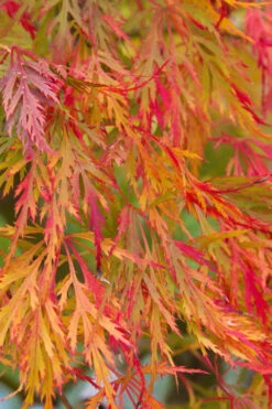 Viridis Dwarf Green Japanese Maple - 7 Gallon Pot -Wilson Bros Gardens Japanese Maple Viridis 12 5