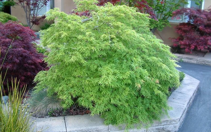Viridis Dwarf Green Japanese Maple - 3 Gallon Pot 10 Viridis Dwarf Green Japanese Maple - 3 Gallon Pot - Image 10
