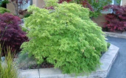 Viridis Dwarf Green Japanese Maple (Tree Form) - 7 Gallon Pot -Wilson Bros Gardens Japanese Maple Viridis 17 6