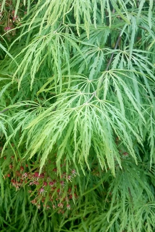 Viridis Dwarf Green Japanese Maple - 5 Gallon Pot 8 Viridis Dwarf Green Japanese Maple - 5 Gallon Pot - Image 8