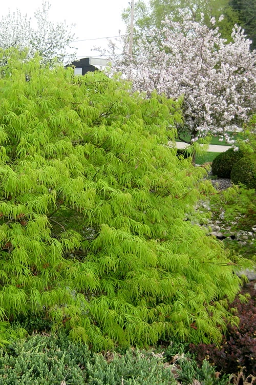 Viridis Dwarf Green Japanese Maple - 3 Gallon Pot 1 Viridis Dwarf Green Japanese Maple - 3 Gallon Pot