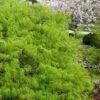 Viridis Dwarf Green Japanese Maple (Tree Form) - 7 Gallon Pot