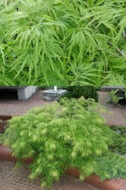 Viridis Dwarf Green Japanese Maple - 1 Gallon Pot -Wilson Bros Gardens Japanese Maple Viridis 500x750 1