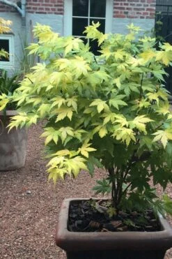 Orange Dream Japanese Maple - 2 Gallon Pot 11 Orange Dream Japanese Maple - 2 Gallon Pot -Wilson Bros Gardens Japanese maple orange Dream 5