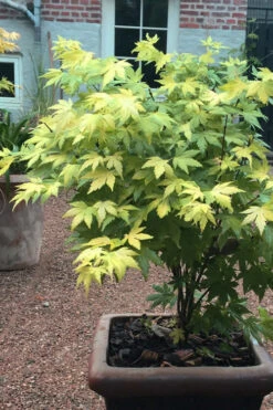 Orange Dream Japanese Maple - 3 Gallon Pot (2-3') -Wilson Bros Gardens Japanese maple orange Dream 5 4