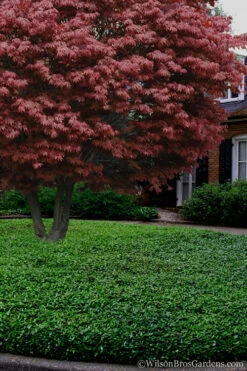 Asian Jasmine - Asiatic Jasmine - 1 Gallon Pot -Wilson Bros Gardens Jasmine Asian 21