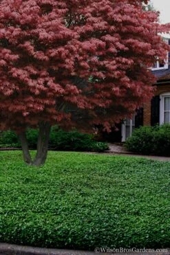 Asian Jasmine (Trachelospermum Asiaticum) - 36 Pack Of 3.5" Pint Pots -Wilson Bros Gardens Jasmine Asian 21 4