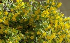 Butterscotch Yellow Jasmine (Jessamine) - Gelsemium Sempervirens - 1 Gallon Pot -Wilson Bros Gardens Jasmine Butterscotch 51