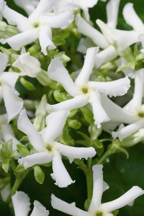 Star Jasmine Vine (Trachelospermum Jasminoides) - 6 Pack Of 1 Gallon Pots 1 Star Jasmine Vine (Trachelospermum Jasminoides) - 6 Pack Of 1 Gallon Pots