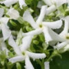 Confederate Jasmine Vine (Trachelospermum Jasminoides) - 2 Gallon Pot