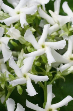 Confederate Jasmine Vine (Trachelospermum Jasminoides) - 6 Pack Of 1 Gallon Pots